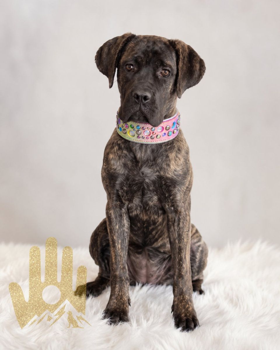 Professionally trained ICCF Cane Corso (1 1/2 year old)