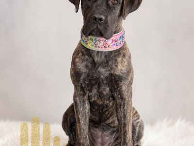 Professionally trained ICCF Cane Corso (1 1/2 year old)
