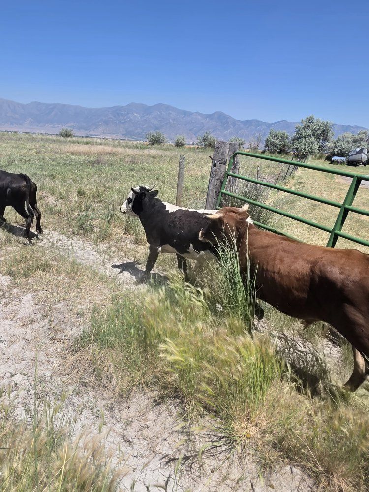 Roping Steers