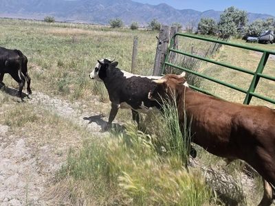 Roping Steers