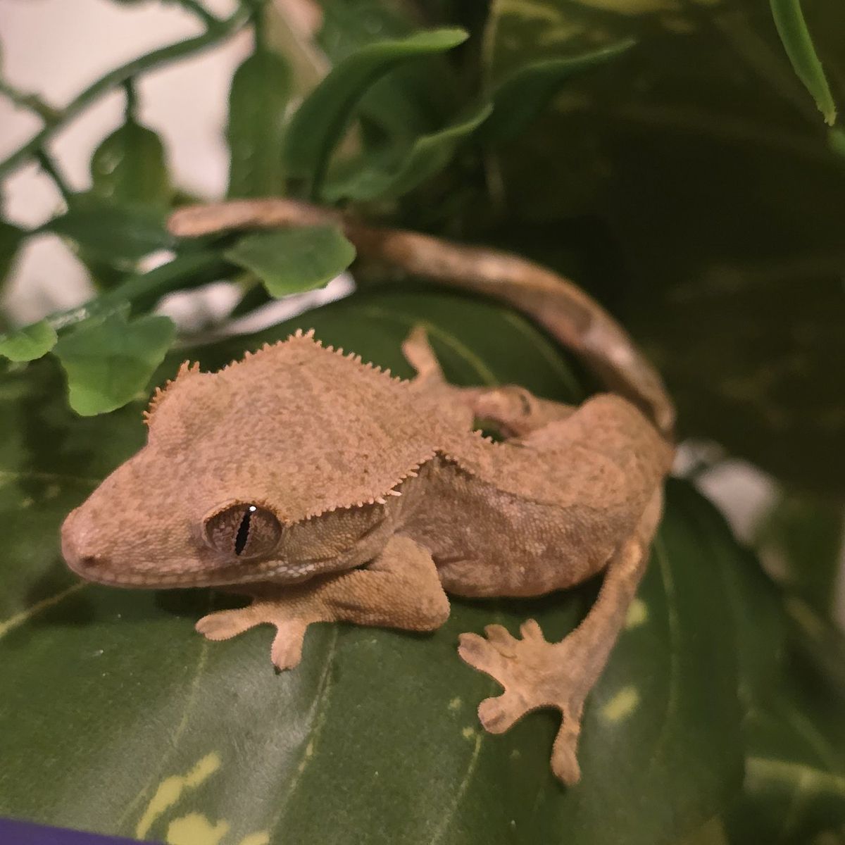 Crested Gecko Baby