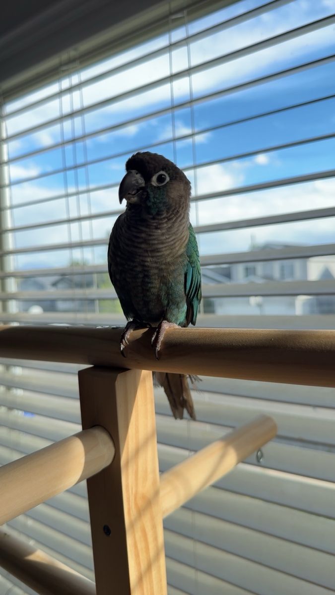 Conure For Sale!
