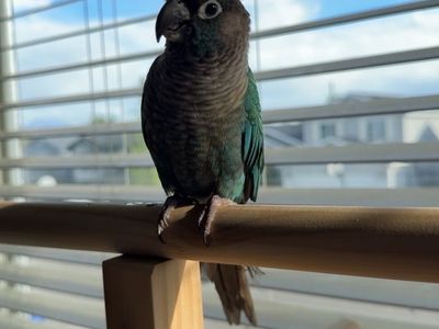 Conure For Sale!