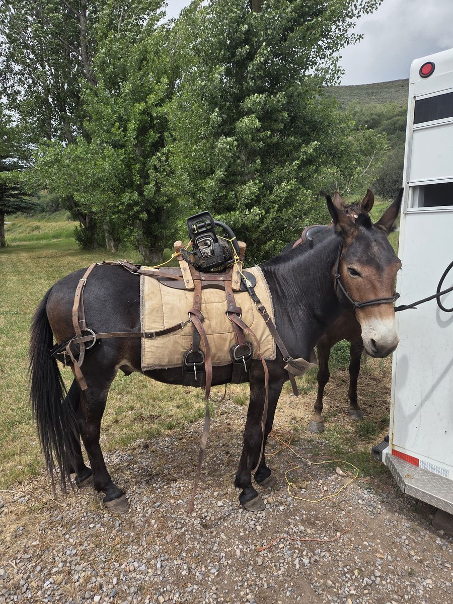 mule