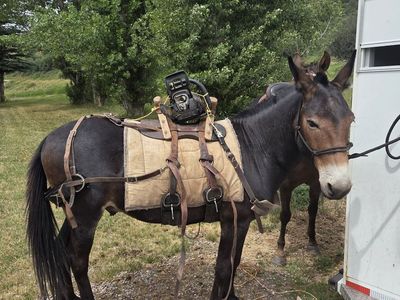 mule