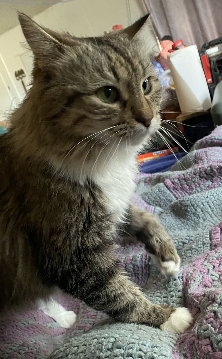 Long Haired Tabby Cat (Free to good home)