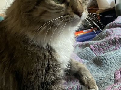 Long Haired Tabby Cat (Free to good home)