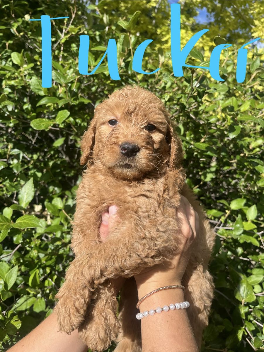 Nine Adorable Golden Doodle Retriever Puppies! ready now!