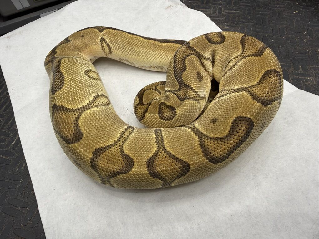 Orange Dream Enchi Clown pos Het Pied