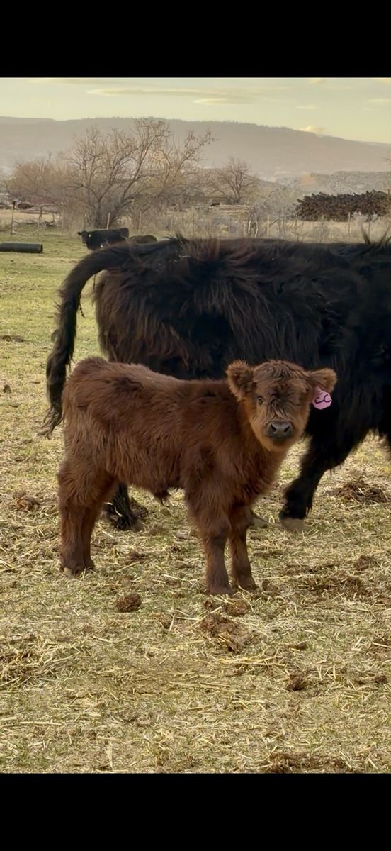 Purebred Mid/mini  highland Heifer