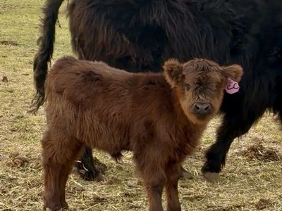 Purebred Mid/mini highland Heifer