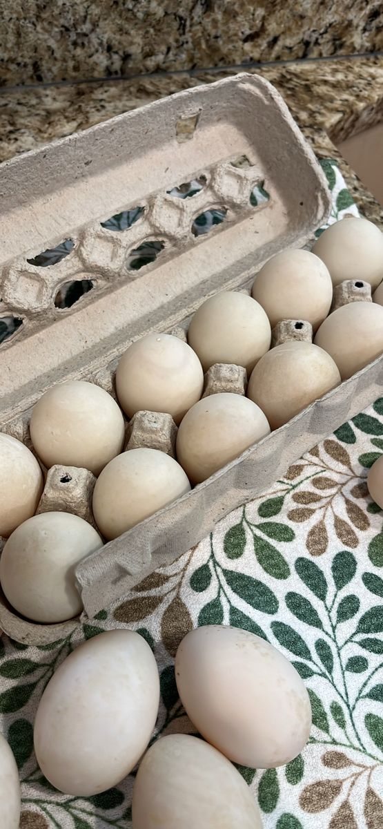 Fresh Ducks Eggs $6