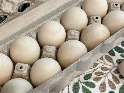 Fresh Ducks Eggs $6