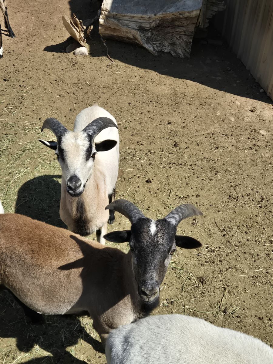 Hair sheep