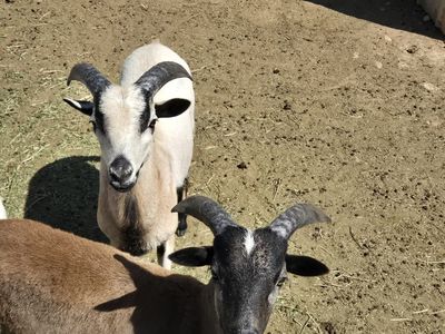 Hair sheep