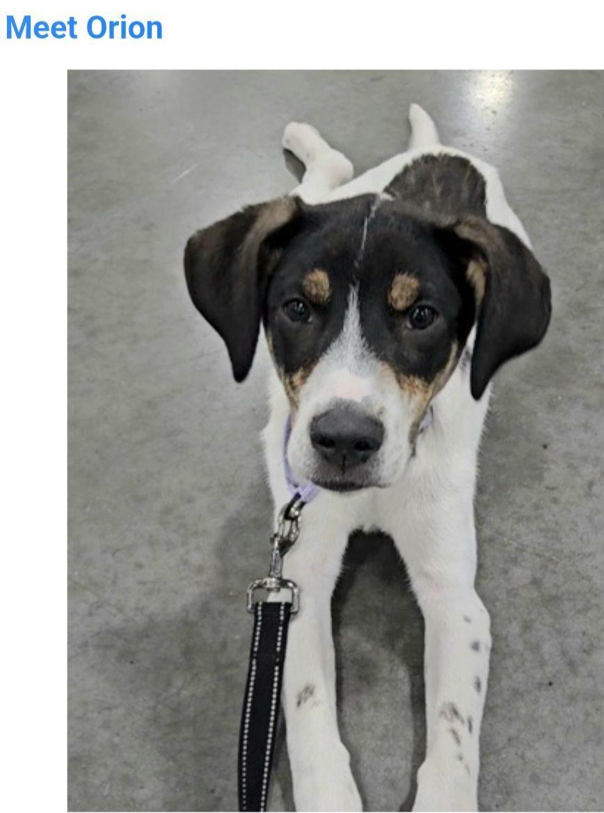Orion, hound, cattle dog mix puppy