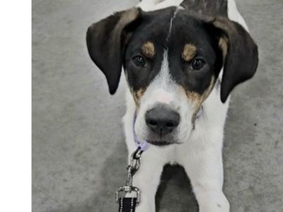 Orion, hound, cattle dog mix puppy