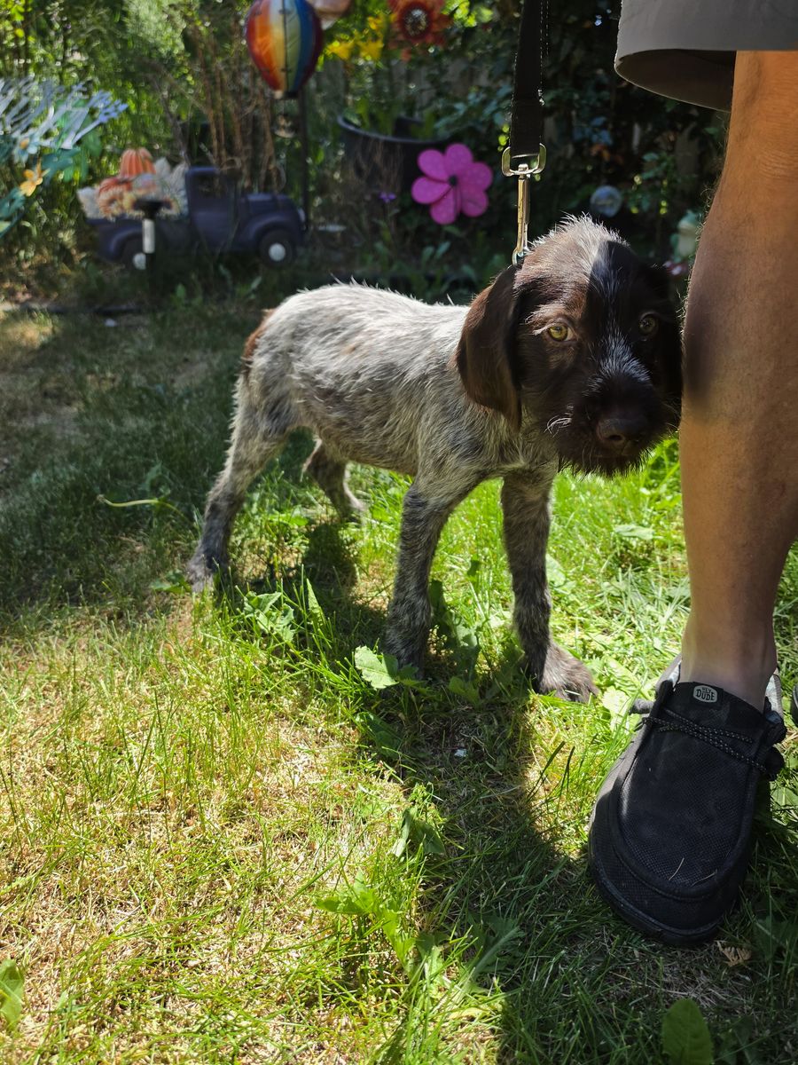 Wirehair Pointing Griffons / Deutsch Drahthaar