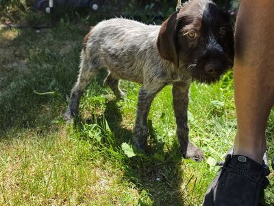 Wirehair Pointing Griffons / Deutsch Drahthaar