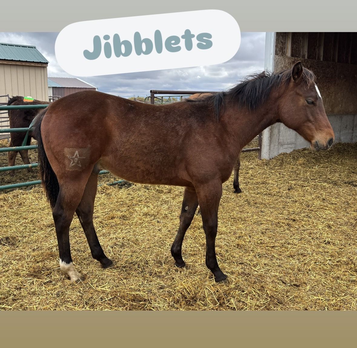 2025 AQHA Bay Gelding "Jibblets"