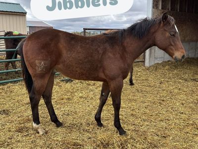 2025 AQHA Bay Gelding "Jibblets"