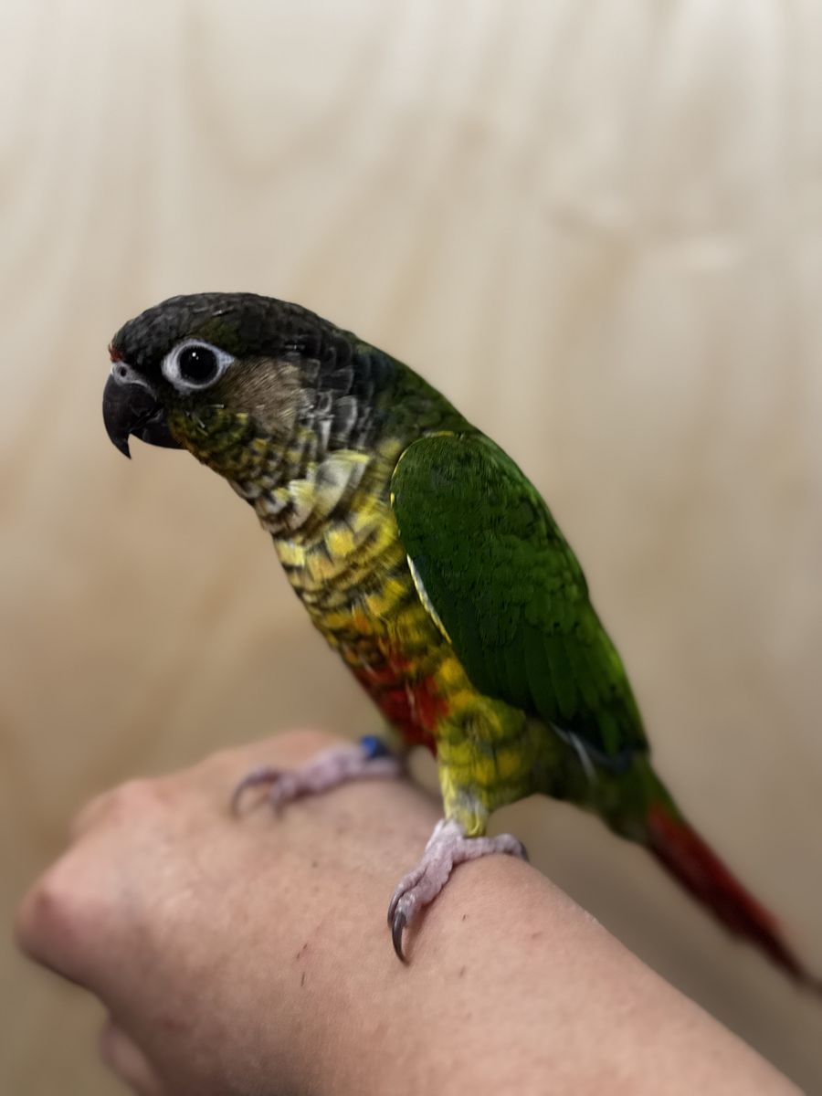 Green baby conure