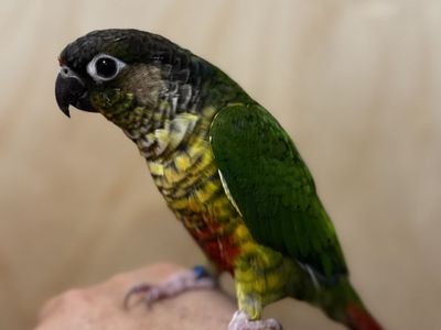 Green baby conure