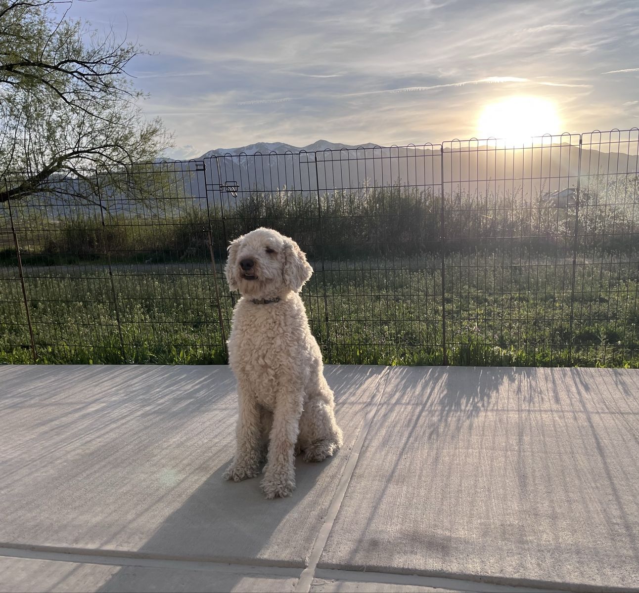 2-Year-Old Male Goldendoodle – Housebroken & Great with Kids! (Includes All Gear)