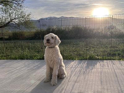 2-Year-Old Male Goldendoodle – Housebroken & Great with Kids! (Includes All Gear)