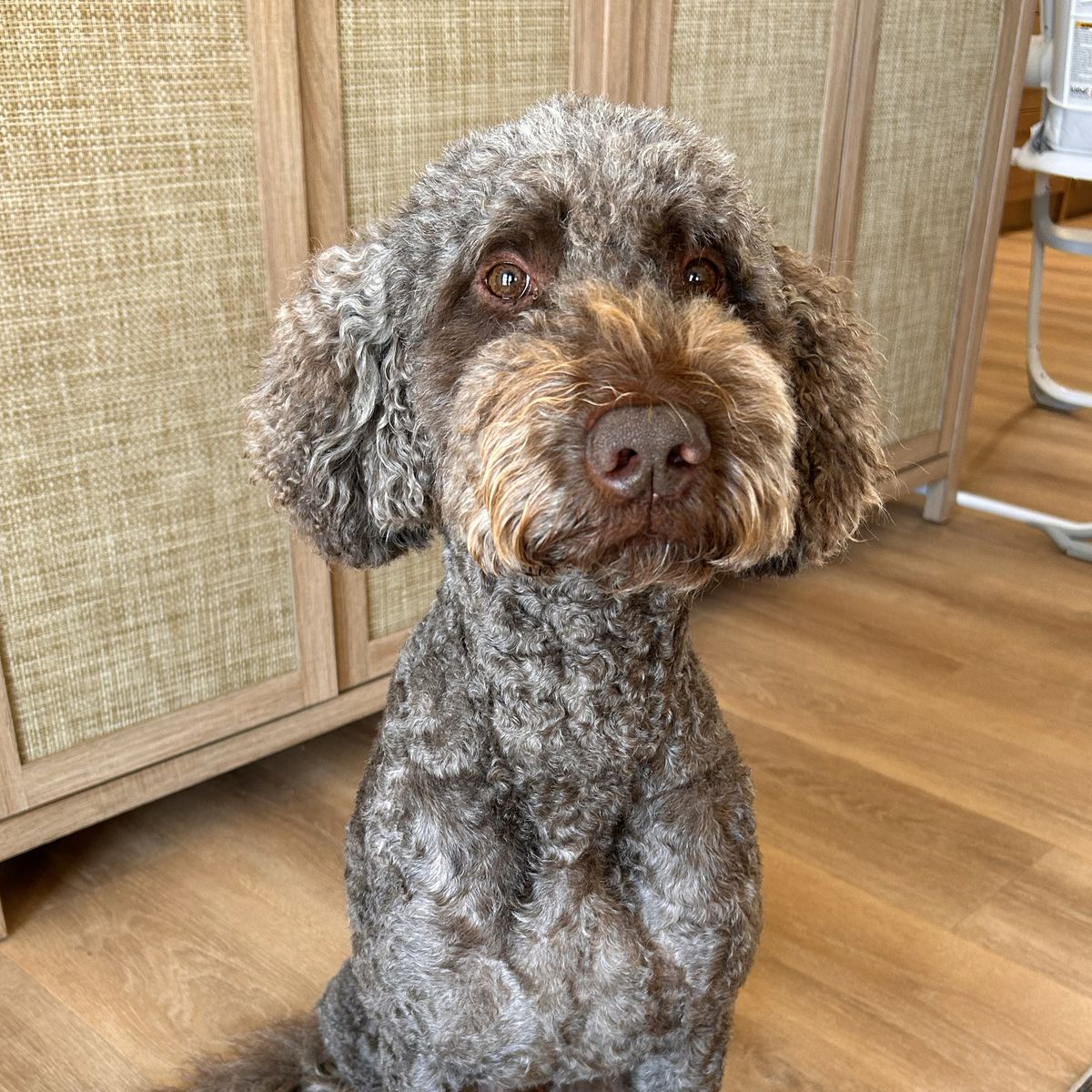 Goldendoodle For Stud