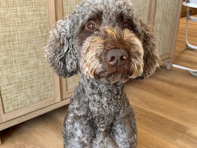 Goldendoodle For Stud