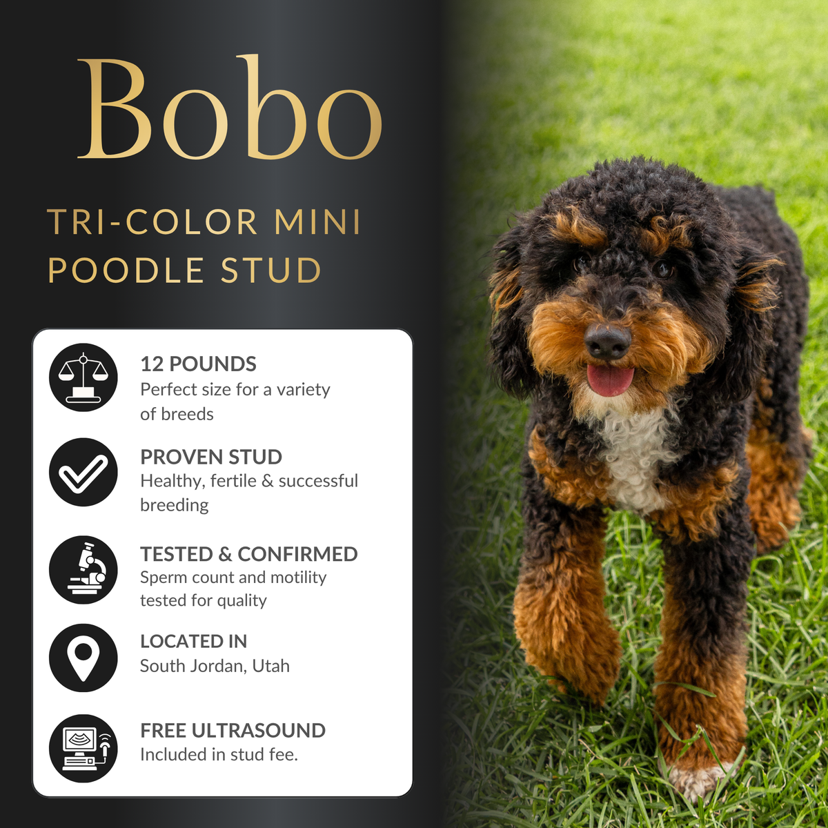 Tri-Color Mini Poodle Stud Service | Expert Service | Healthy, Beautiful Puppies