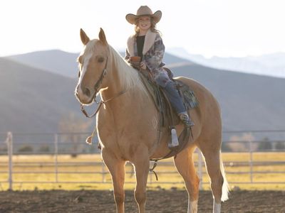 10 Yr Old APHA Gelding