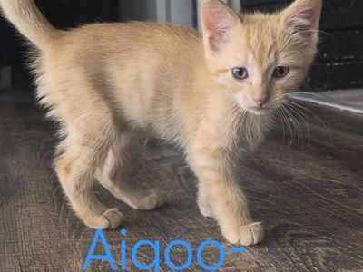 Cutie kitties