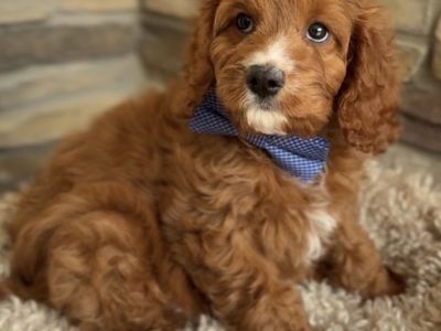 Cavapoo