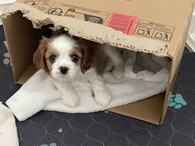 Beautiful Cavalier King Charles Spaniel Puppies - $800.00