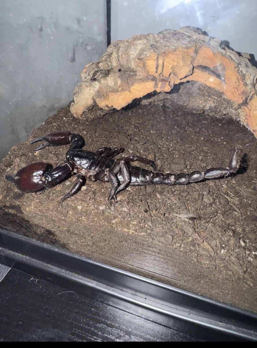 Asian Forest Scorpion