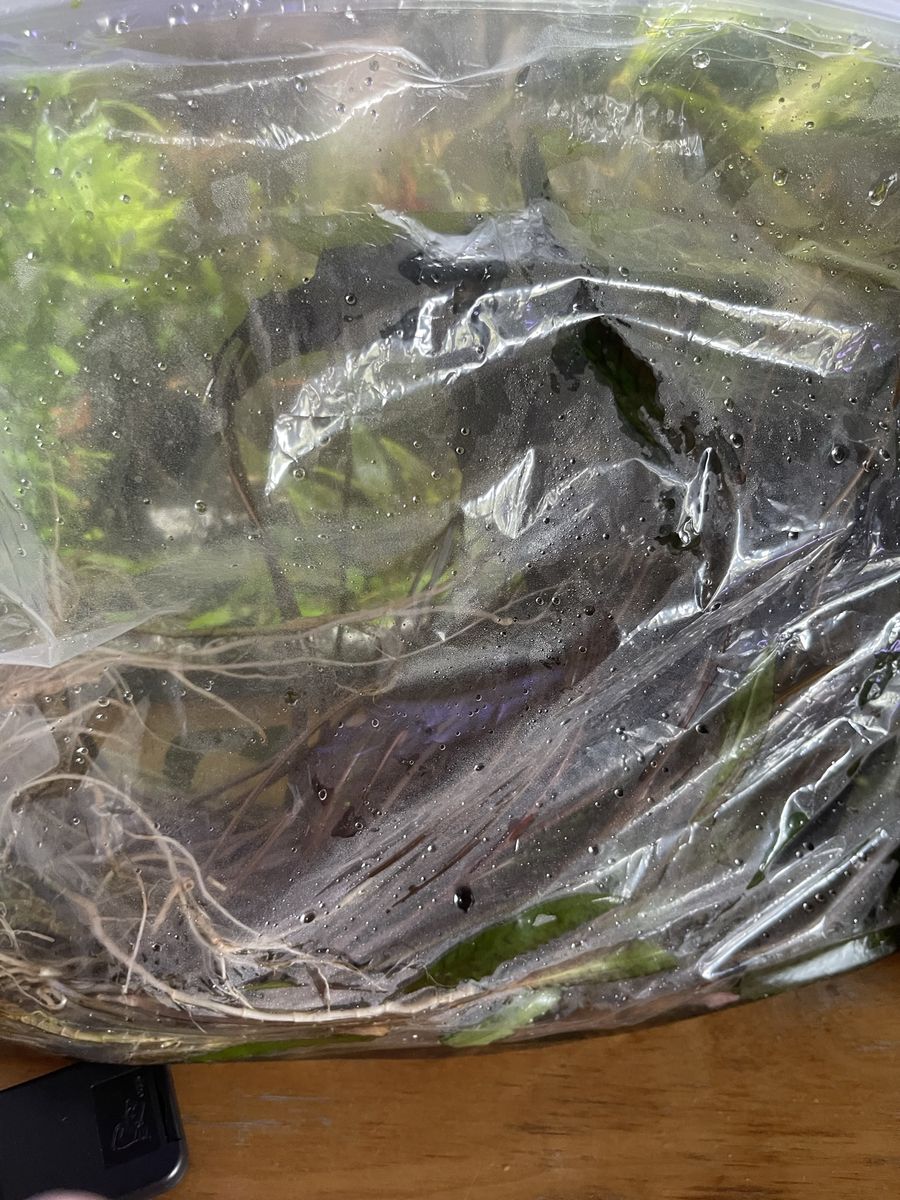 Live Aquarium Plants Trimmings Variety Pack