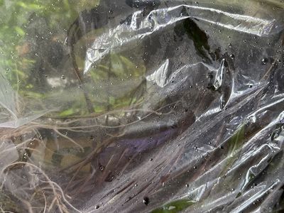 Live Aquarium Plants Trimmings Variety Pack