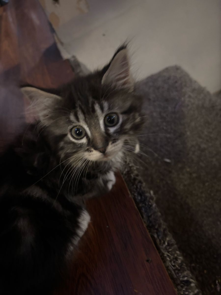 Kittens