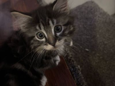 Kittens