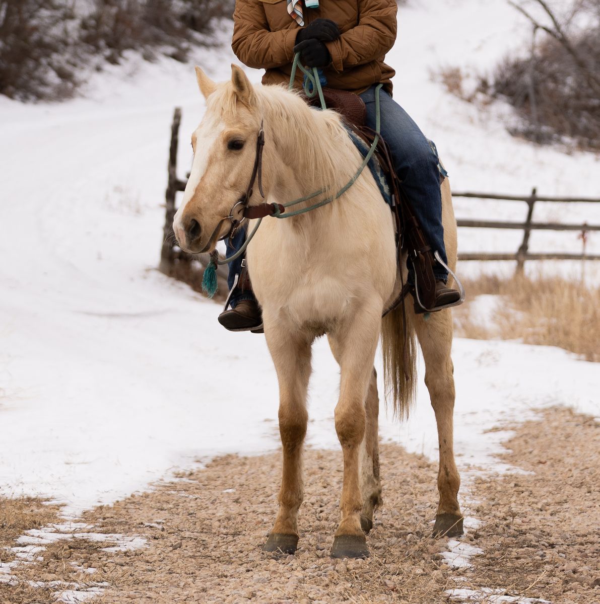 3 Year Old Ruby Buckle Mare