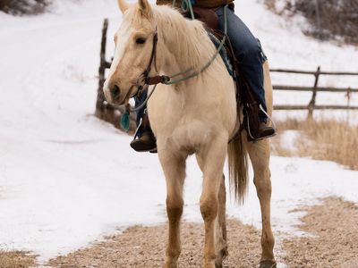 3 Year Old Ruby Buckle Mare