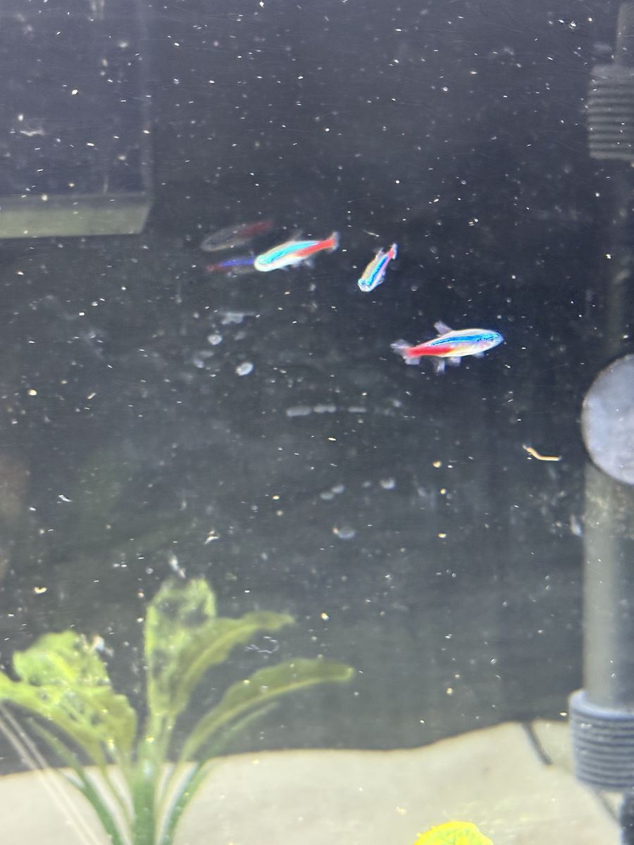3 neon tetras 2 white cloud minnows
