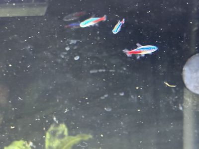 3 neon tetras 2 white cloud minnows