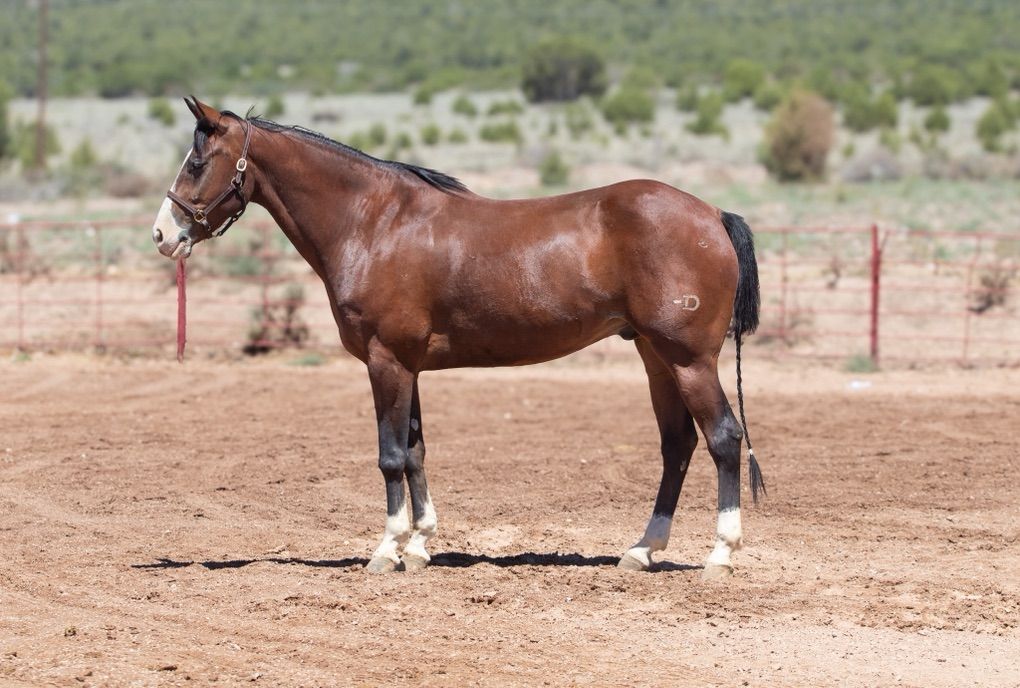 10 YO Magneticat Gelding