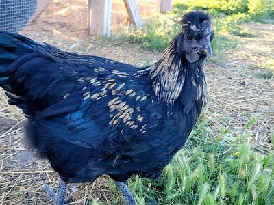 Easter Egger Cockerel