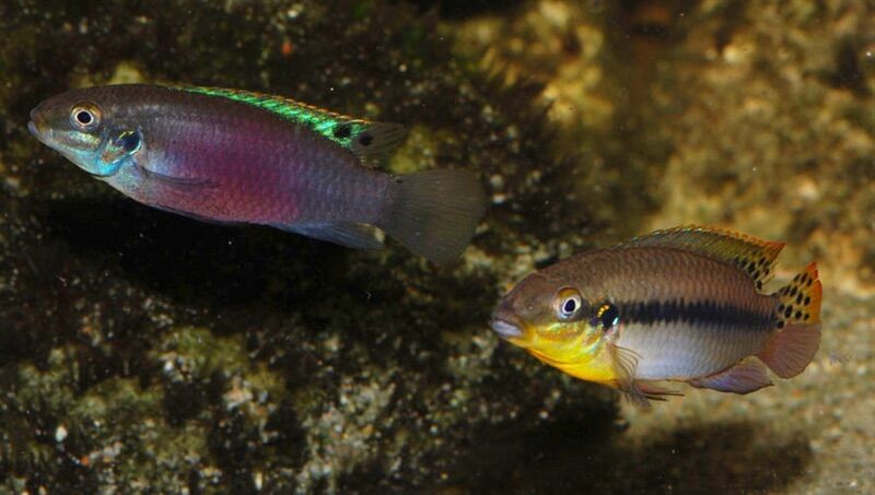 Pairs Enigmatochromis lucanusi Rare Dwarf Cichlid