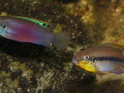 Pairs Enigmatochromis lucanusi Rare Dwarf Cichlid