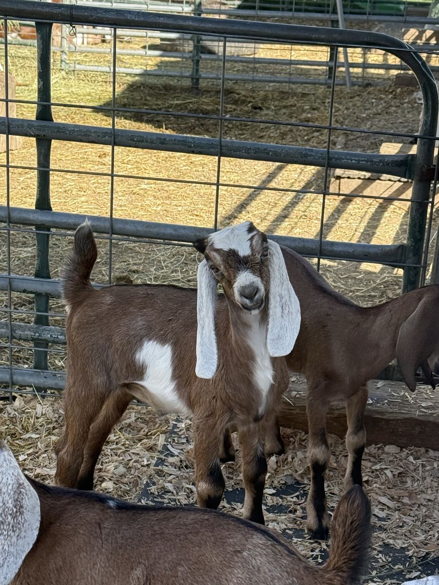 Bucklings